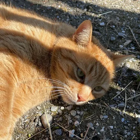 Pechhof * 인스브루크