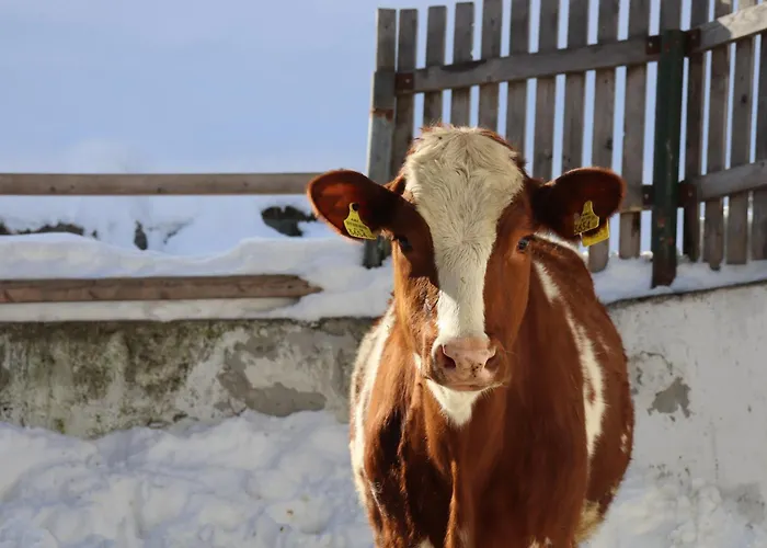 Farm stay Pechhof Innsbruck