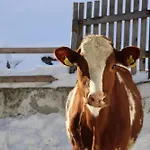 Farm stay Pechhof Innsbruck